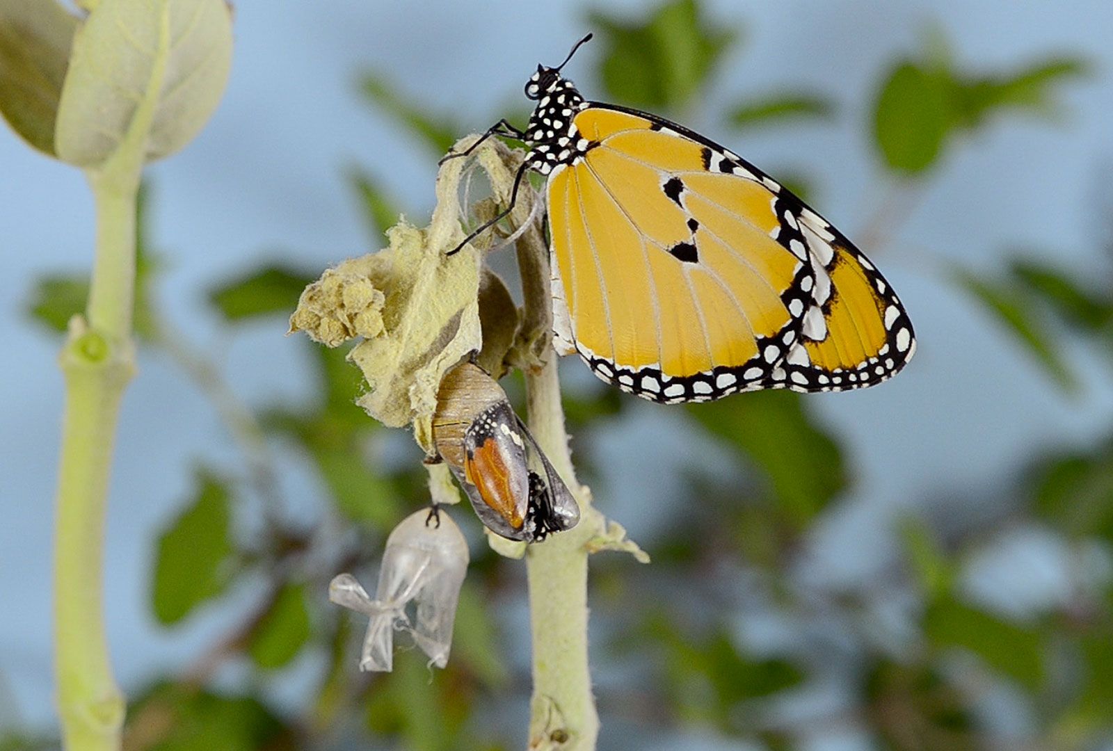 Des papillons dans la nature avec graines en soi dole