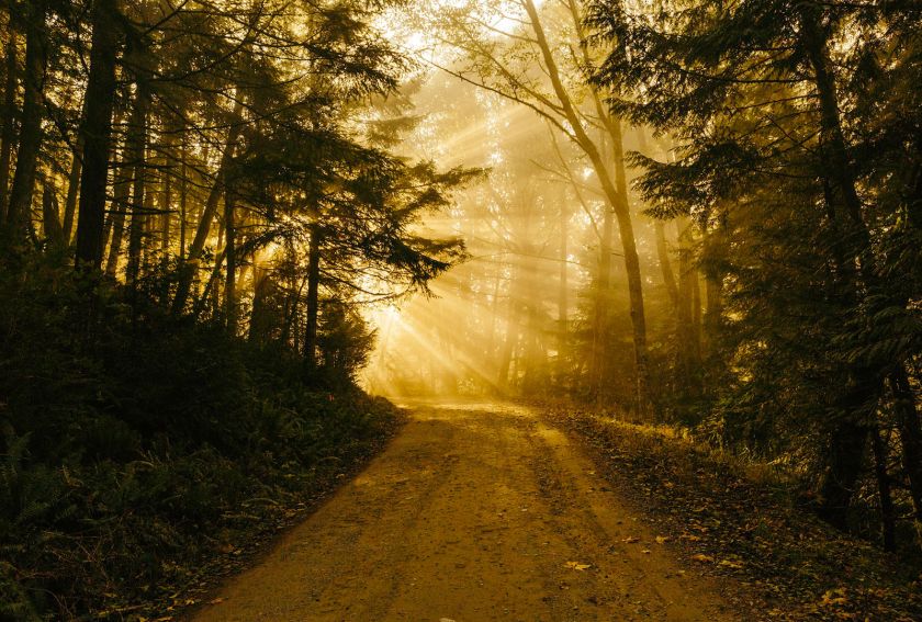 Chemin dans la nature avec graines en soi dole